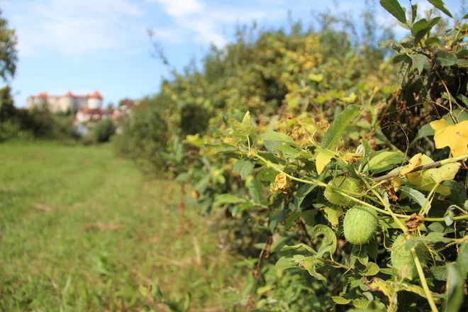 Oljna bučka je plezalka, ki se razraste čez grmovju, drevesa, po travi... Foto Simona Fajfar