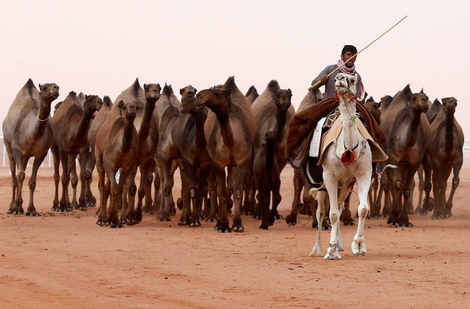 Čeprav je podjetniška ekipa še zelo mlada, načrtujejo, da bodo s svojimi produkti za kamele že prihodnje leto dosegli milijon evrov prometa. FOTO: Reuters