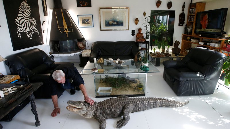 Fotografija: Aligatorja sta med njegovimi najljubšimi hišnimi ljubljenčki. FOTO: Stephane Mahe/Reuters