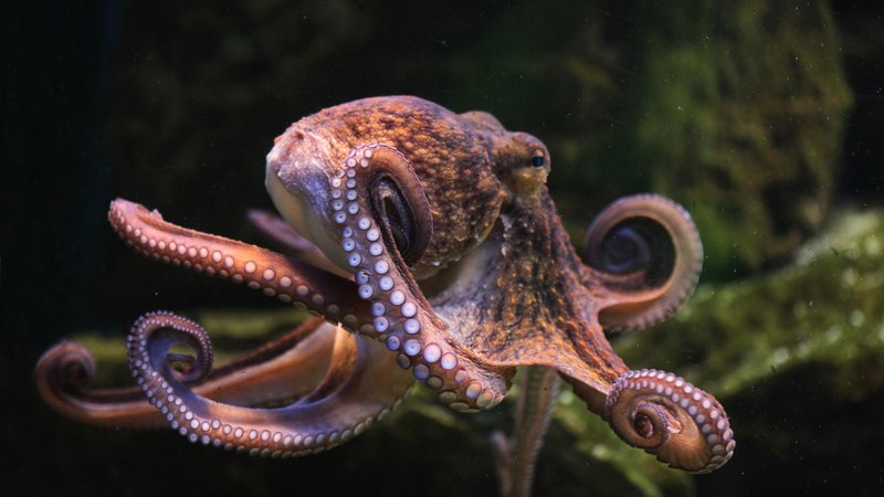 Fotografija: Zadete hobotnice se rade objemajo. FOTO: Getty Images/Istockphoto