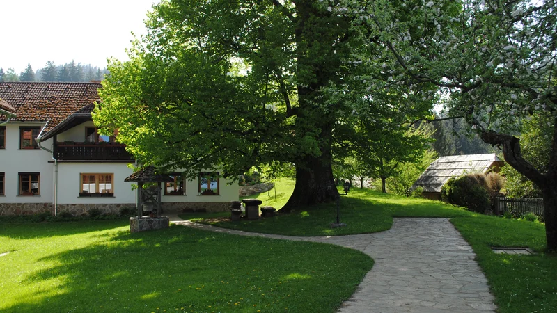 Fotografija: Pod mogočno lipo vsak obiskovalec upočasni korak. Imela naj bi častitljivih tristo let in je zaščitena. FOTO: Veronika Sorokin