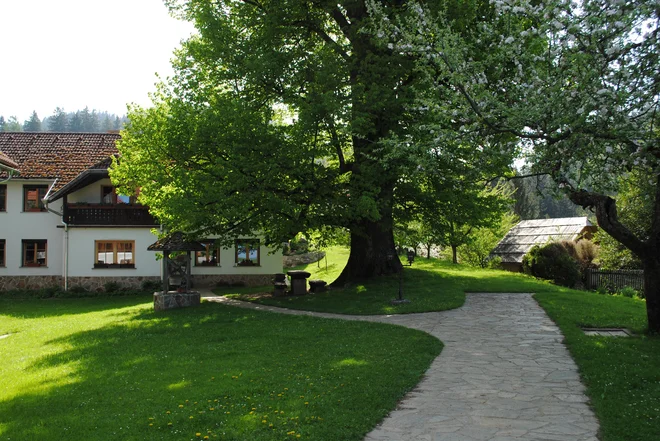 Pod mogočno lipo vsak obiskovalec upočasni korak. Imela naj bi častitljivih tristo let in je zaščitena. FOTO: Veronika Sorokin