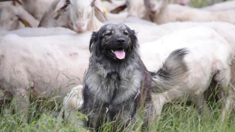 Fotografija: Mnoge pasme psov, tudi kraški ovčar, so bile vzgojene prav za varovanje domačih živali pred zvermi. Foto Miha Krofel