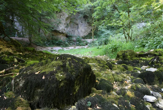 Lepa krožna pot začenši z ogledom Cankarjeve spominske hiše do Močilnika (na fotografiji Jazonova pest pri izviru Ljubljanice) vzame približno tri ure. FOTO Igor Zaplatil