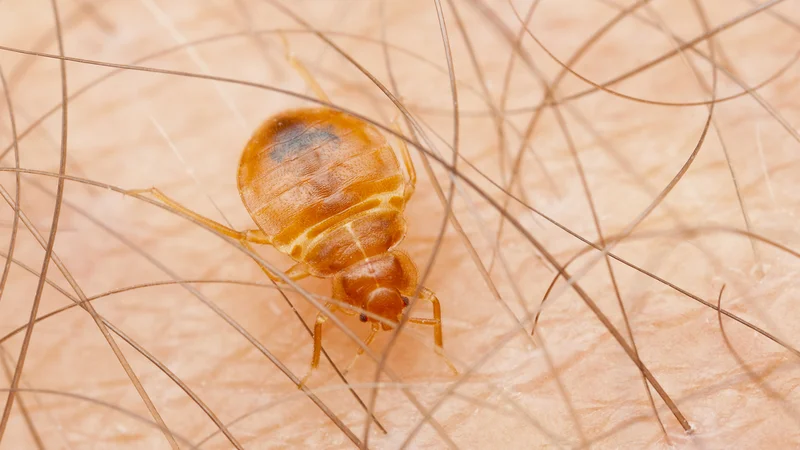 Fotografija: Stenic se morate čim prej znebiti. FOTO: Shutterstock