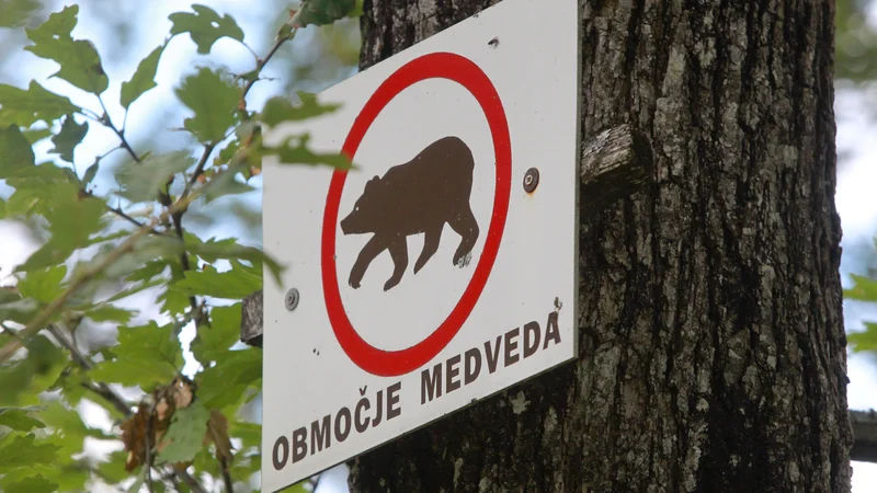 Fotografija: Visoko - Kurescek, 2.7.2014, na Visokem imajo novo domaco zival - Medveda. Foto: Marko Feist Foto Marko Feist Slovenia