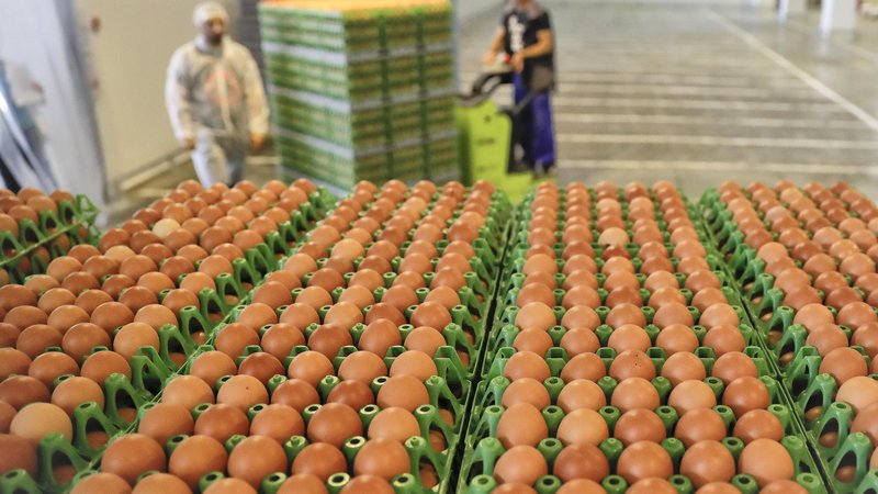 Fotografija: Jajca predstavljajo kar sedem odstotkov živinoreje. FOTO: AP Pictures
