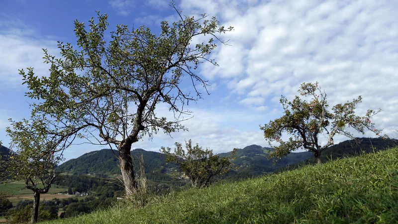 Fotografija: Gospodarji, ki so jih zasadili in prihajali po pridelek, so odšli dolgo tega, mladi ne utegnejo več lesti na visoka drevesa. FOTO Uroš Hočevar
 