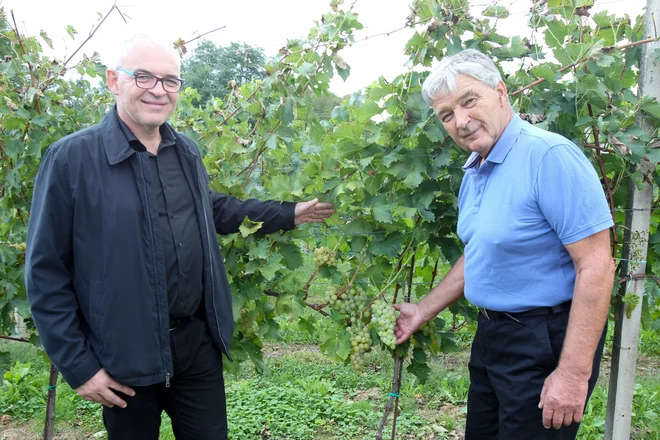 Za obletnico so negovali jubilejno penino Barbara iz laškega rizlinga, chardonnayja in rumenega plavca, ki je dve leti zorela na kvasovkah. Na fotografiji Janez in Miha Istenič. FOTO: Marko Feist