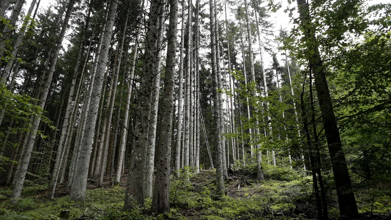 Fotografija: Z današnjo akcijo začenjajo obnovo državnih gozdov, ki bo trajala več let. FOTO: Blaž Samec