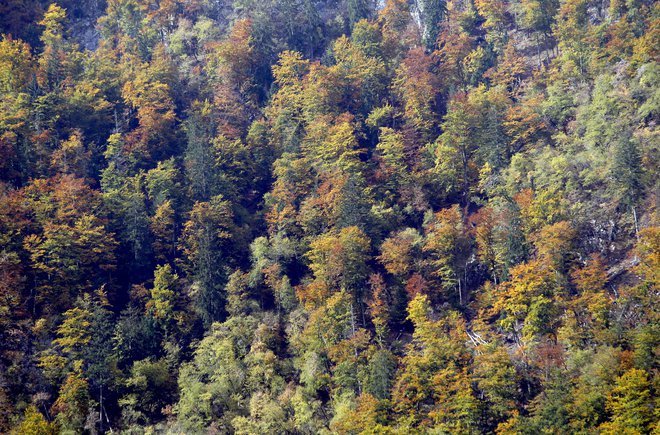 Akcija pogozdovanja bo morda postala tradicionalna. FOTO: Roman Šipić/Delo