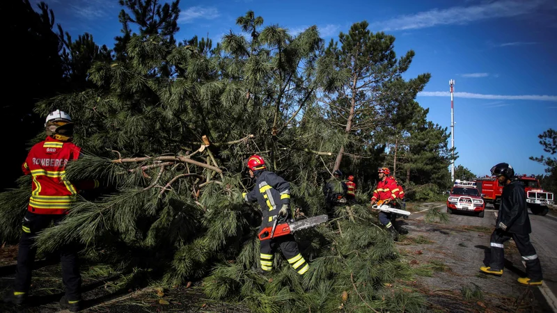 Fotografija: Močan veter je ruval drevesa. FOTO: Carlos Costa/Afp