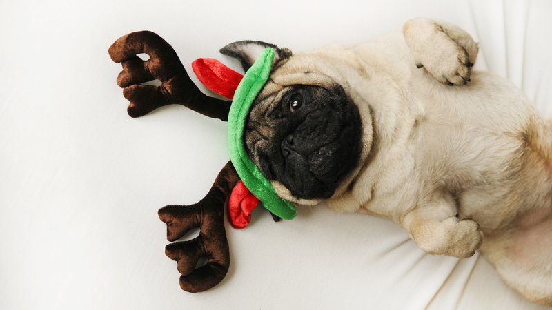 Fotografija: Ali tudi vaš pes dobi vse, kar si želi? FOTO: Shutterstock