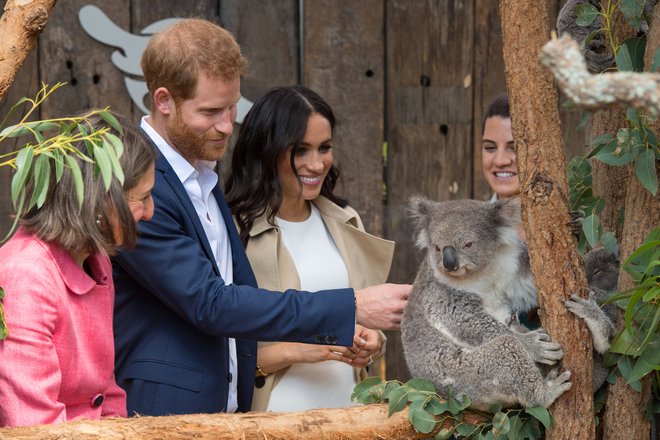 Harry in Meghan med spoznavanjem koale Ruby v sydneyskem živalskem vrtu. FOTO: Dominic Lipinski/Reuters