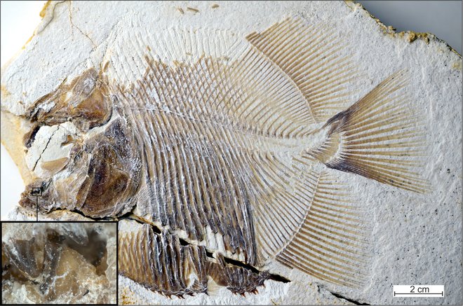Fosil je presenetljiv, saj v juri ribe kostnice niso imele takšnih zob. FOTO: G. Horsitzky, The Jura-Museum Eichstaett/ Reuters