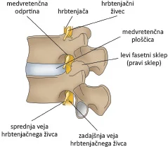 Gibljivi segment je najmanjša funkcionalna enota hrbtenice. FOTO: Arhiv Polet
