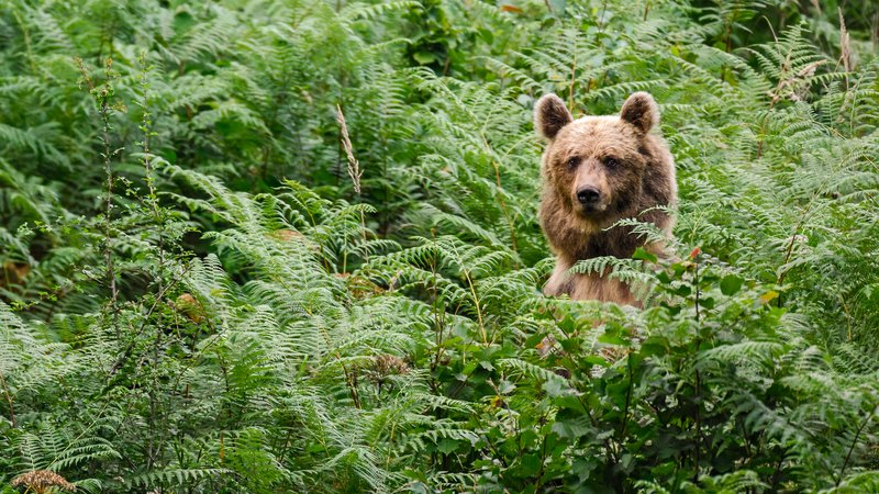 Fotografija: V izjemnih primerih lahko medved izvede tako imenovani lažni napad, pri katerem ne pride do fizičnega stika. FOTO: Marko Masterl