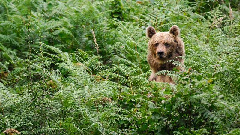 Fotografija: V izjemnih primerih lahko medved izvede tako imenovani lažni napad, pri katerem ne pride do fizičnega stika. FOTO: Marko Masterl