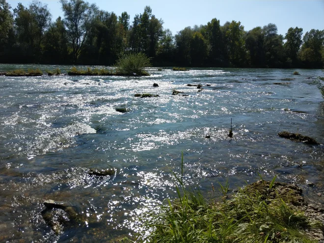 Brzice na Savi pri Ljubljani. FOTO: Aleš Stergar/Delo