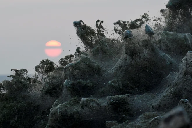 Biologi opozarjajo, da bi lahko še pogosteje videvali takšne prizore zaradi dvigovanja temperatur. FOTO: Alexandros Avramidis/Reuters