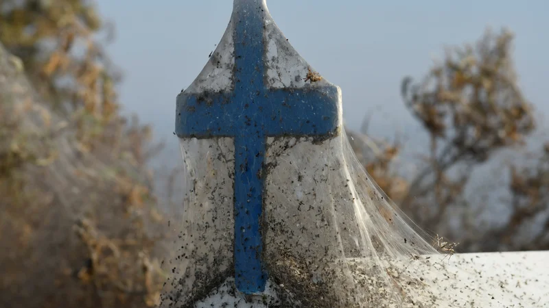 Fotografija: Za nekatere prizor kot iz grozljivke. FOTO: Alexandros Avramidis/Reuters
