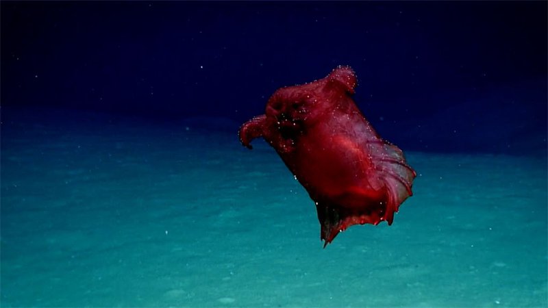 Fotografija: Morska kumara enypniastes eximia ali brezglava piščančja pošast. FOTO: NOAA