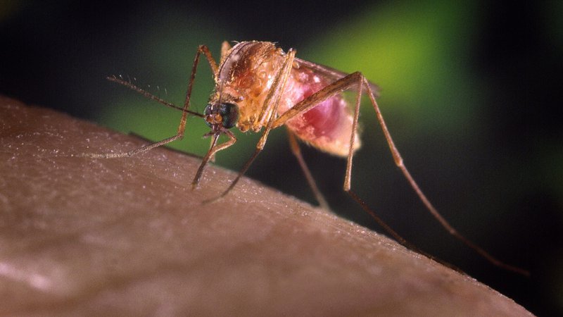 Fotografija: Po podatkih Svetovne zdravstvene organizacije je leta 2016 za malarijo po svetu umrlo 445.000 ljudi. FOTO: Reuters