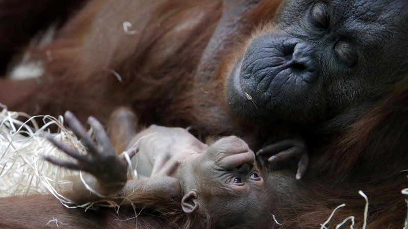 Fotografija: Orangutanka Theodora z novorojenko Javo v pariškem živalskem vrtu. Foto Philippe Wojazer Reuters