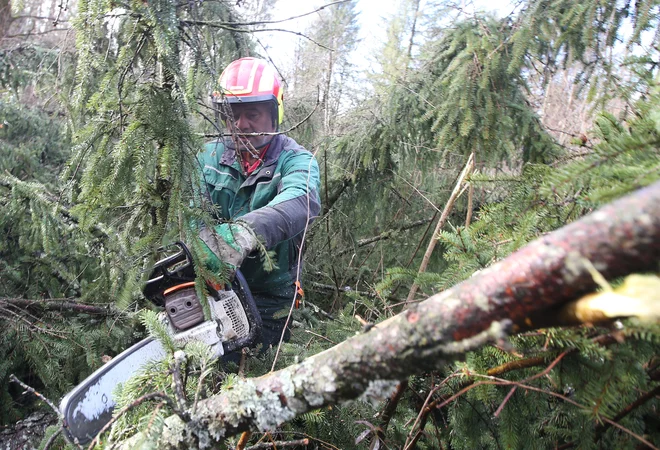 Da bi kar najbolje zaščitili bivališča, na upravi svetujejo občanom, naj oklestijo tista drevesa okoli stavb. FOTO: Tomi Lombar/Delo