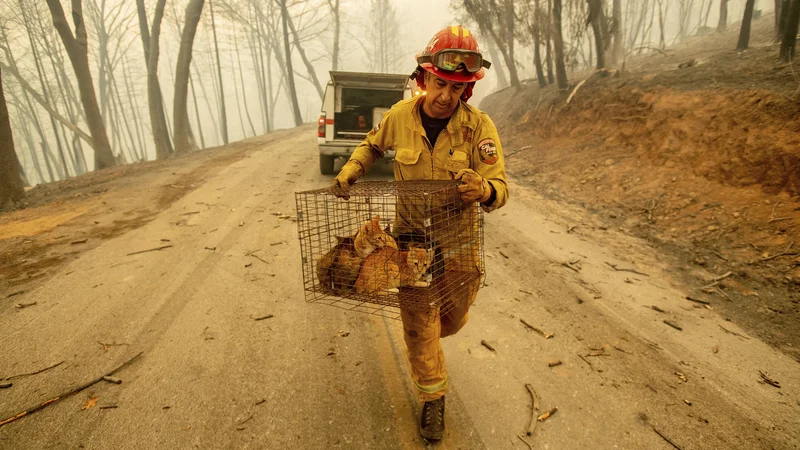 Fotografija: Evakuirali so okrog 250.000 ljudi in ogromno domačih živali. FOTO: Noah Berger/Ap