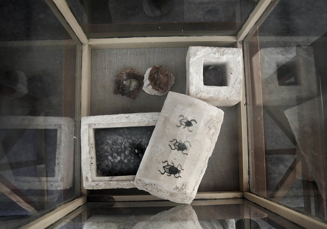Mumificirani sveti hrošči so prava redkost. FOTO: Ap