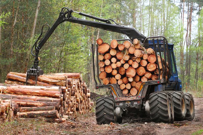 Slovenija je že vrsto let na repu držav po kazalniku razmerja med posekom in predelavo lesa. FOTO: Shutterstock
