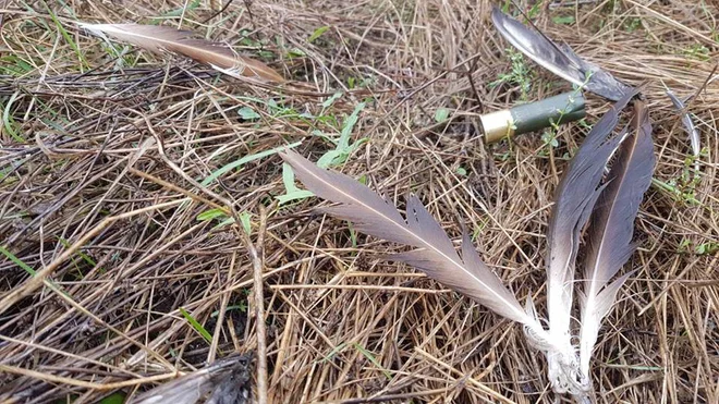 Perje beloglavega jastreba in šibrovka. Foto Arhiv Dopps