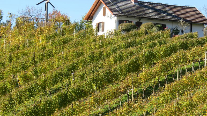 Fotografija: Haloška domačija mora imeti vinograd. FOTO: Franc Milošič
