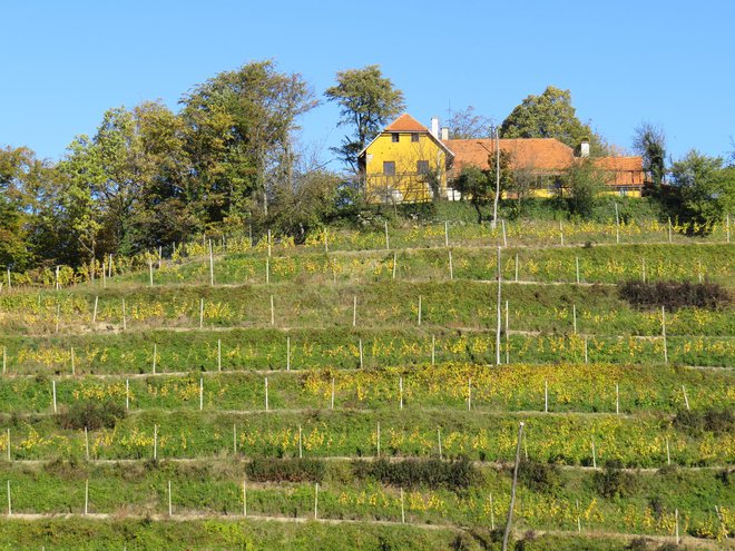 Haloške vinogradniške lege so med najboljšimi na svetu. FOTO: Franc Milošič