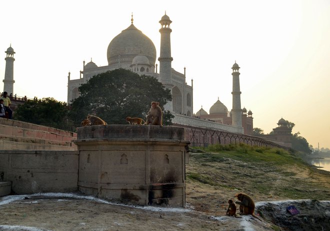 Opice se zbirajo pri Tadž Mahalu. FOTO: Pawan Sharma/Afp