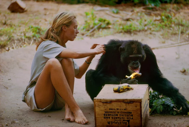 Jane Goodall - primatologinja. Foto Rtv Slo