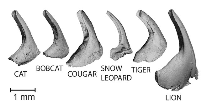 Takšne so papile na jeziku različnih mačk. Od leve proti desni: domača mačka, ameriški ris, puma, snežni leopard, tiger in lev. FOTO: Alexis Noel/AP