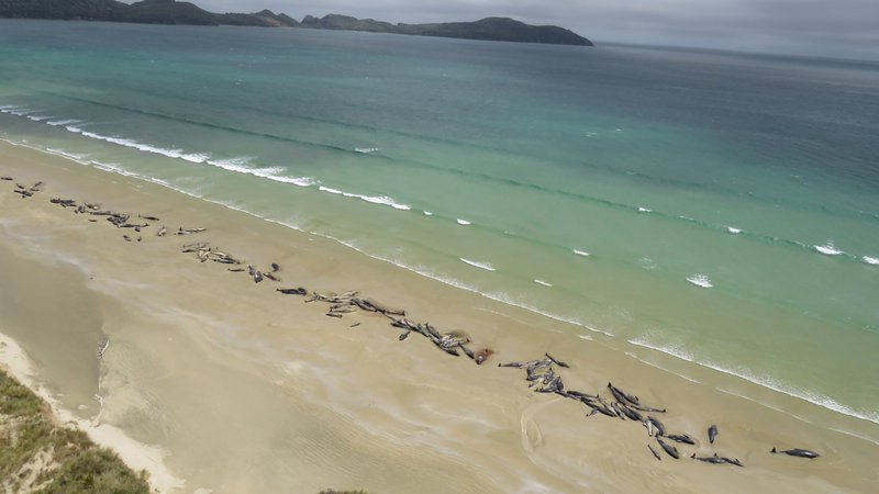 Fotografija: Na obali je poginilo okoli 145 kitov glavačev. FOTO: AFP
