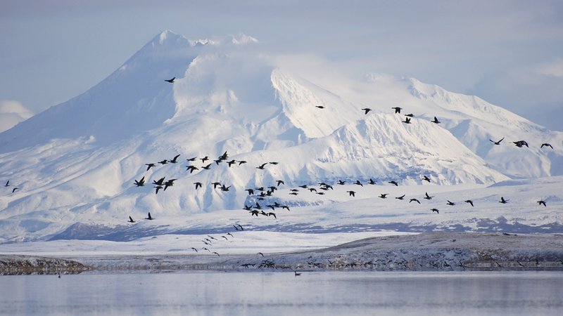 Fotografija: Do zdaj zaščitena divjina na severnem robu Aljaske postaja nov vir ameriške nafte. Foto Reuters