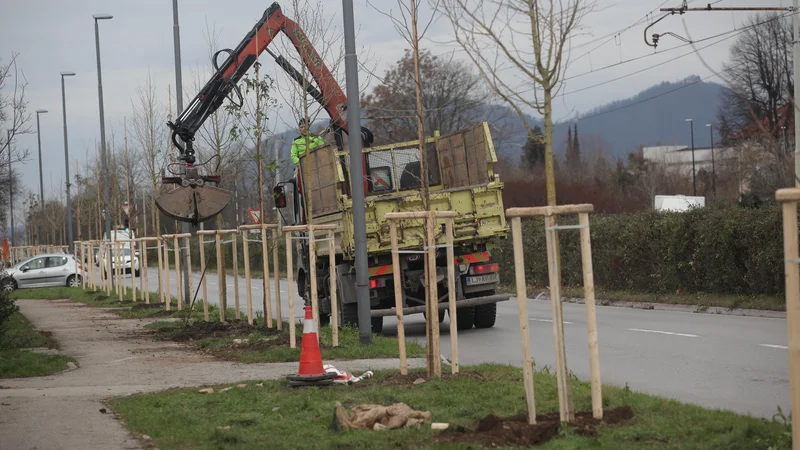 Fotografija: Sajenje dreves na Goriški ulici ob gorenjski železnici. FOTO Mavric Pivk/Delo