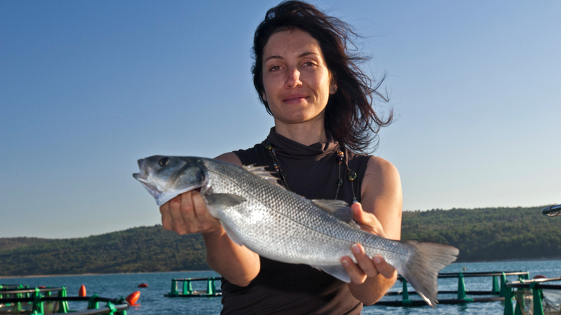 Fotografija: Trenutno je le manjši del gojenih rib res kvalitetnih, se pa razmere izboljšujejo. V naši družini smo sami biologi in prav zmanjšanje števila divjih rib je bil eden glavnih povodov za nastanek ribogojnice. FOTO: Osebni arhiv