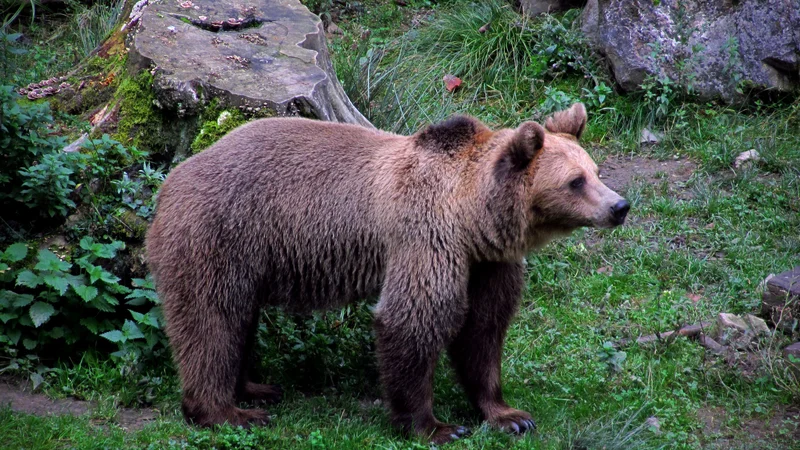 Fotografija: Fotografija je simbolična. FOTO: Blaž Samec