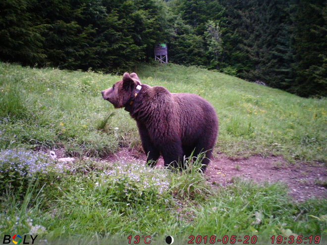 Medveda Elisia je na slovenskih tleh doletela tragična usoda. FOTO: Elisio Da Pozzo