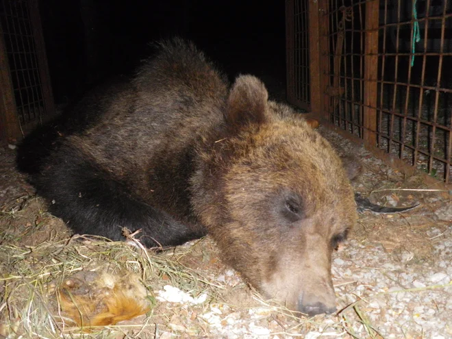 Elisio ob lanskem ujetju, ki mu je sledila namestitev telemetrične ovratnice. FOTO: Univerza v Vidmu