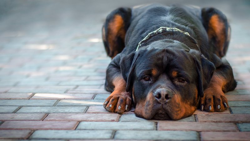 Fotografija: Pes pasme rotvajler. Fotografija je simbolična. FOTO: Shutterstock