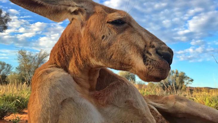 Fotografija: Zadnji posnetek Rogerja nekaj dni pred smrtjo. Daleč naokrog je veljal za alfa samca med rdečimi kenguruji. FOTO: The Kangaroo Sanctuary Alice Springs/facebook