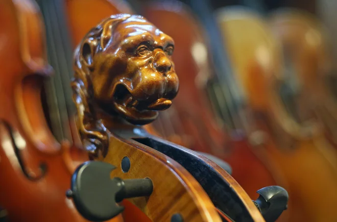 Polž violončela, ki je lahko tudi lev. FOTO: Tadej Regent/Delo