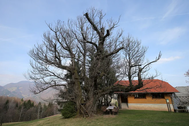 Gašperjev kostanj, ki je s tristo leti najstareješi pravi kostanj pri nas, bodo prihodnje leto začeli zdraviti. Napadle so ga glive, tudi tista, ki povzroča kostanjevega raka.<br />
Foto Jože Suhadolnik<br />
&nbsp;