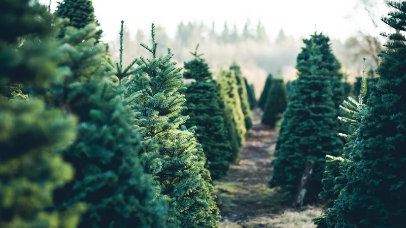 Fotografija: Če boste za jelko skrbeli pravilno, bo videti sveža tudi do 30 dni. Foto: Shutterstock